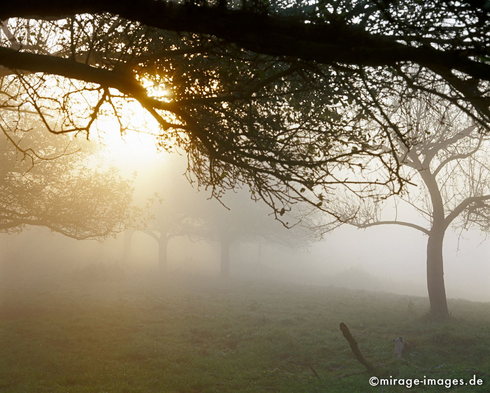 Morgensonne
Rheinsteig Bad HÃ¶nningen Andernach
Schlüsselwörter: Germany1, Nebel, Wiese, Tagesanbruch, feucht, naÃŸ, kalt, Herbst,