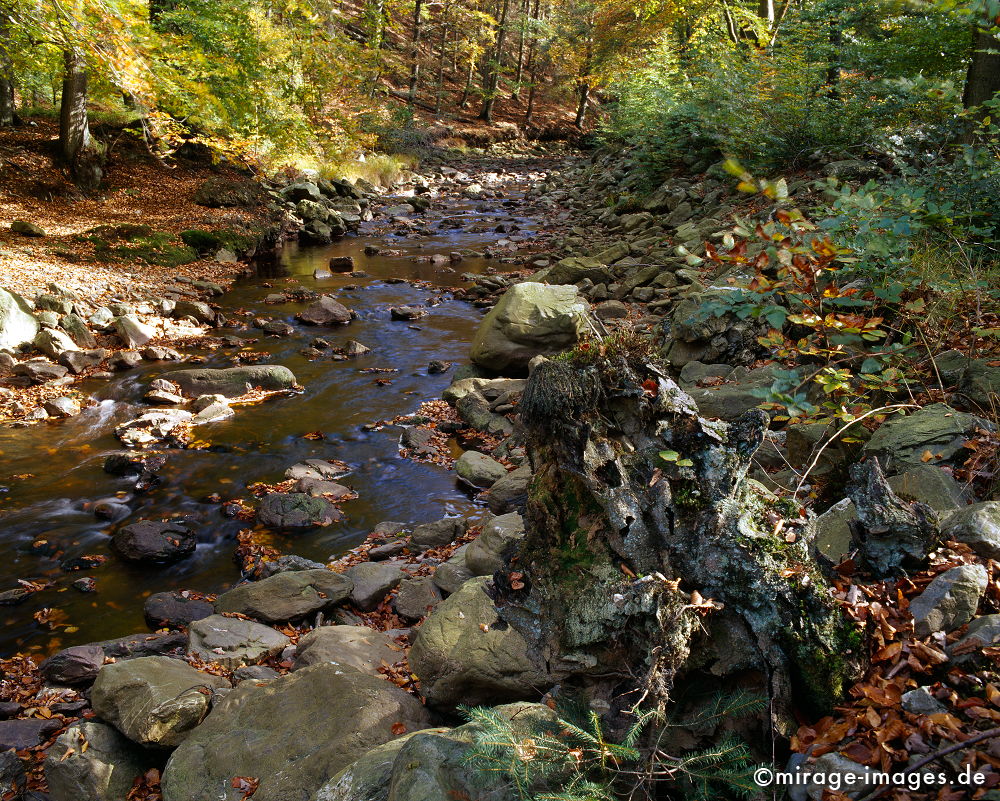 Bachlauf
Schlüsselwörter: autumn1, BlÃ¤tter, Wasser. fliessen, Laub,