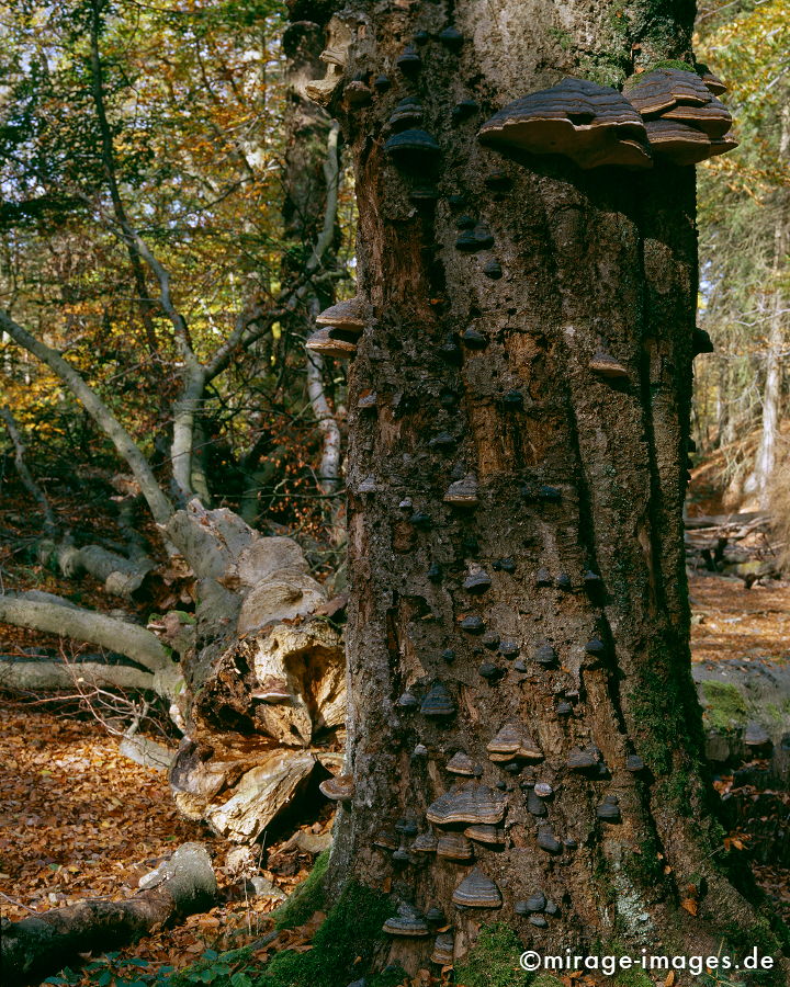Herbstwald
Hohes Venn Haute Fagnes
Schlüsselwörter: trees1, autumn1, Baum, Herbst, Laub,