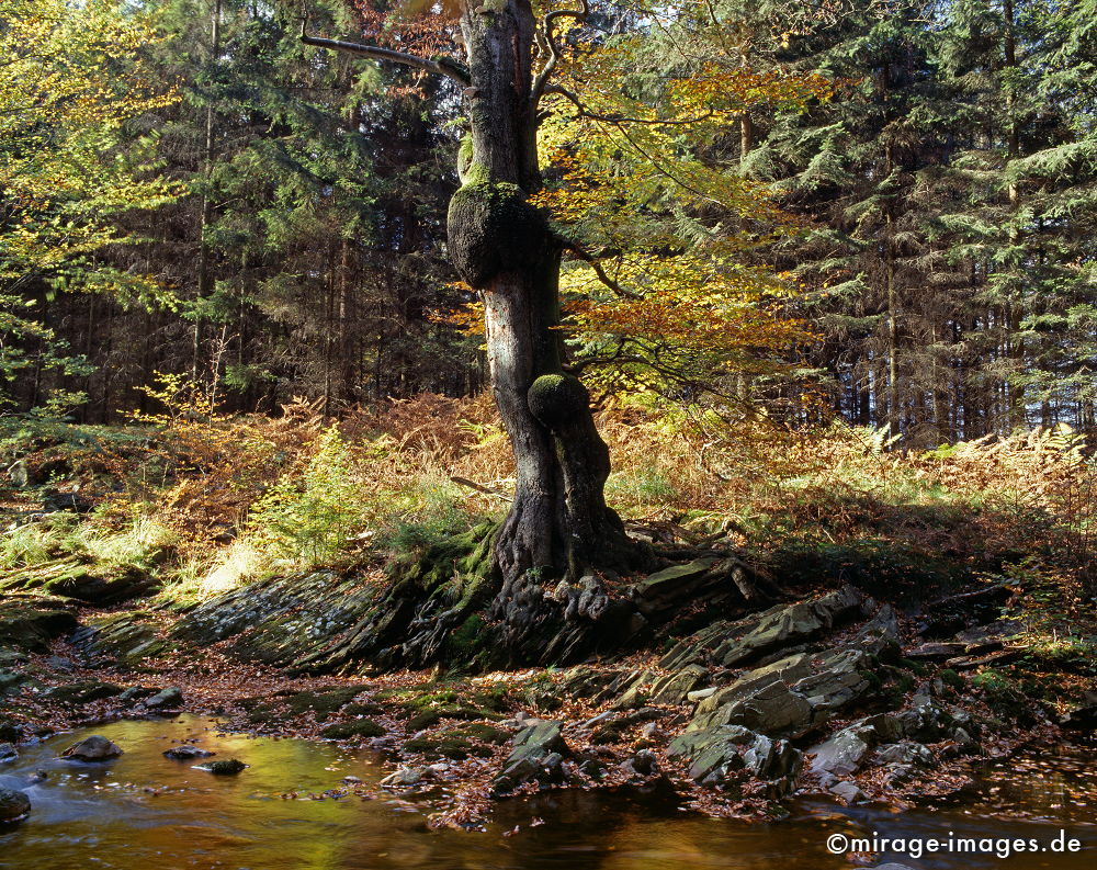 Herbstwald
Hohes Venn Haute Fagnes
Schlüsselwörter: trees1, autumn1, Baum, Herbst, Laub, feucht, humide,