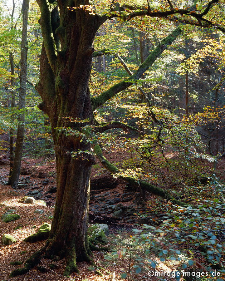 Herbstwald
Hohes Venn Haute Fagnes
Schlüsselwörter: trees1, autumn1, Baum, Herbst, Laub, feucht, humide,