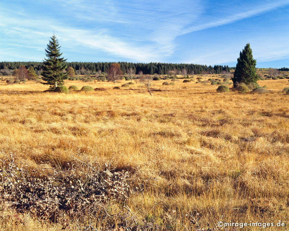 Moor
Hohes Venn Haute Fagnes
Schlüsselwörter: autumn1