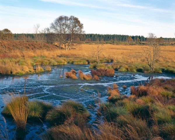 Moor
Hohes Venn Haute Fagnes
Schlüsselwörter: Sumpf Wasser Feuchtbiotop Ã–kologie Wasser Herbst warm