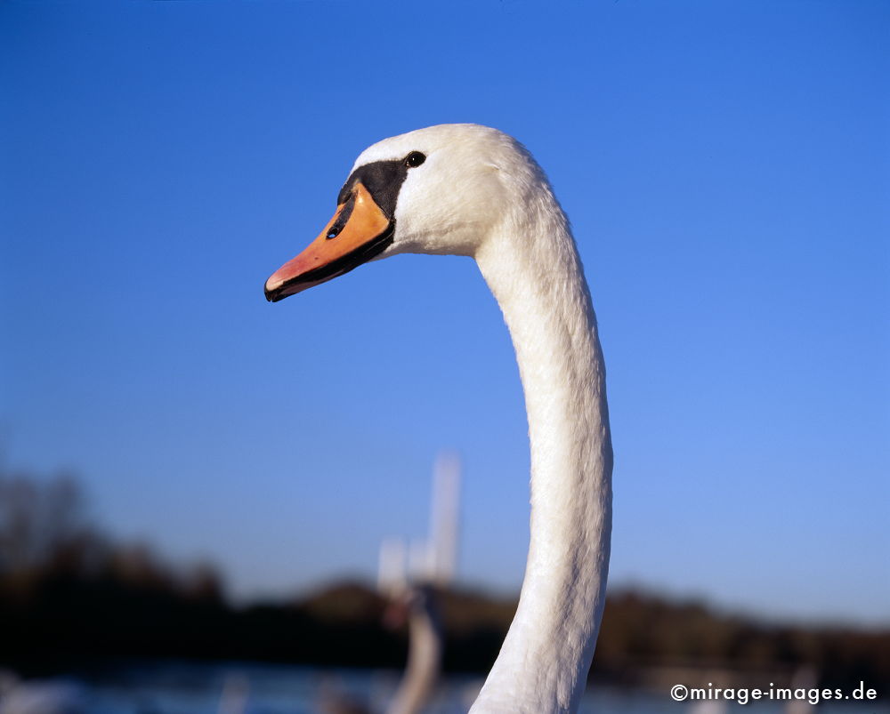 Schwan
Schlüsselwörter: Schwan