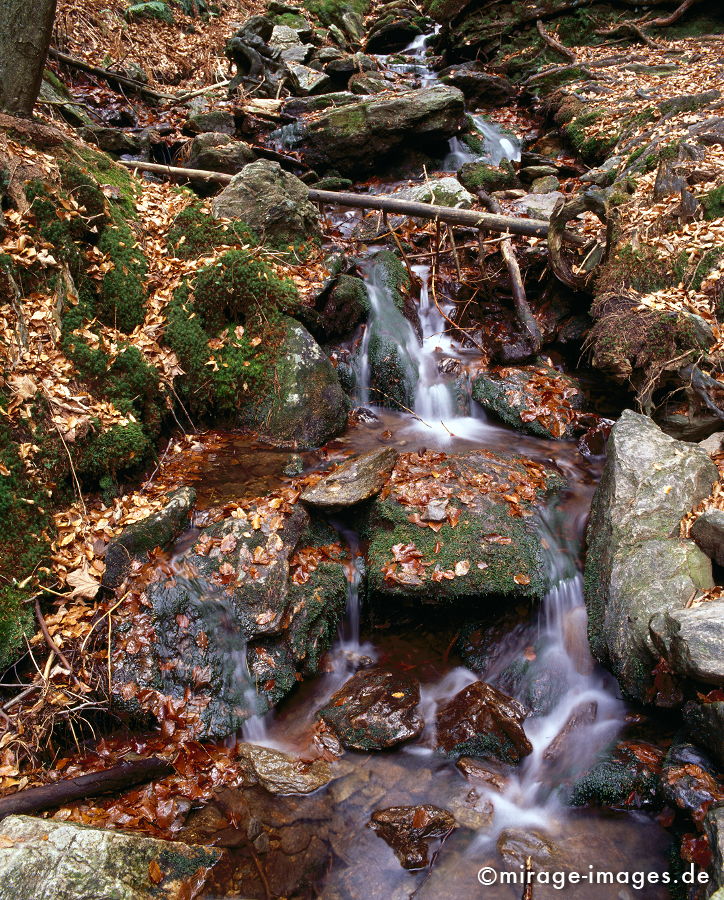 Bach
Nationalpark Bayrischer Wald
