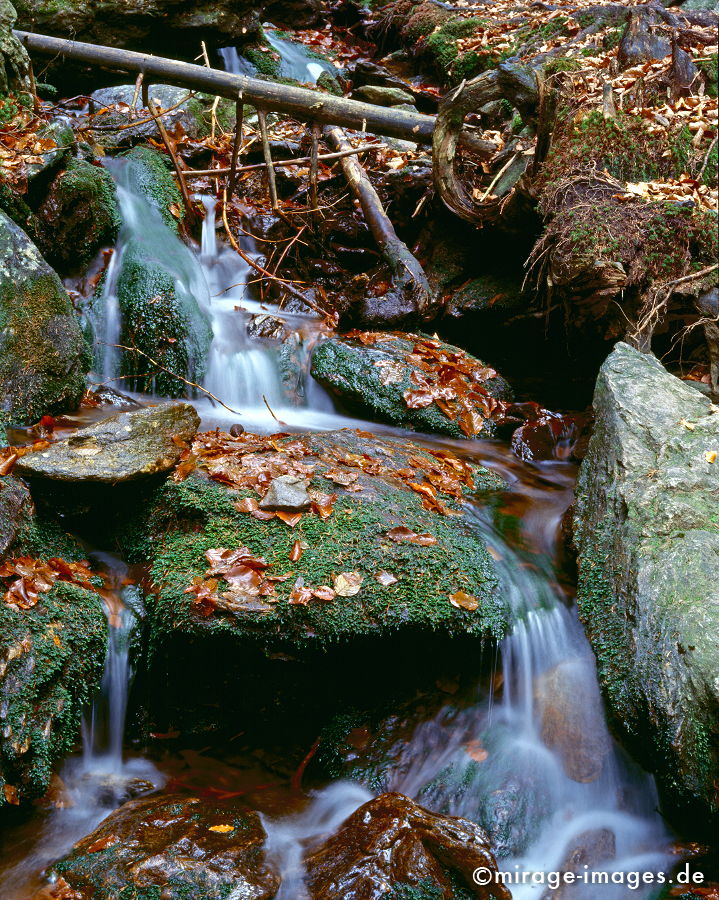 Bach
Nationalpark Bayrischer Wald
