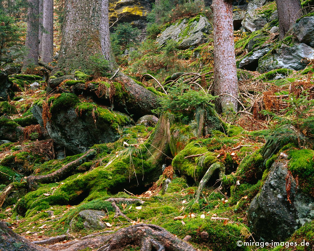 Moos
Nationalpark Bayrischer Wald
Schlüsselwörter: autumn1, trees1, Baum, tree, Herbst, autumn, Moos, moss, Laub, leaves, Wildnis, wilderness, wild, feucht, humide, grÃ¼n, green