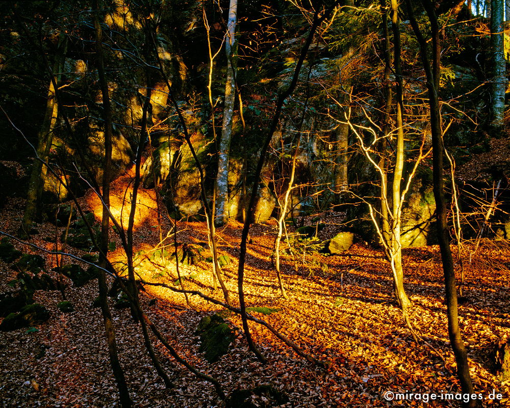 Herbst
Nationalpark Bayrischer Wald
Schlüsselwörter: Germany1, Herbst,