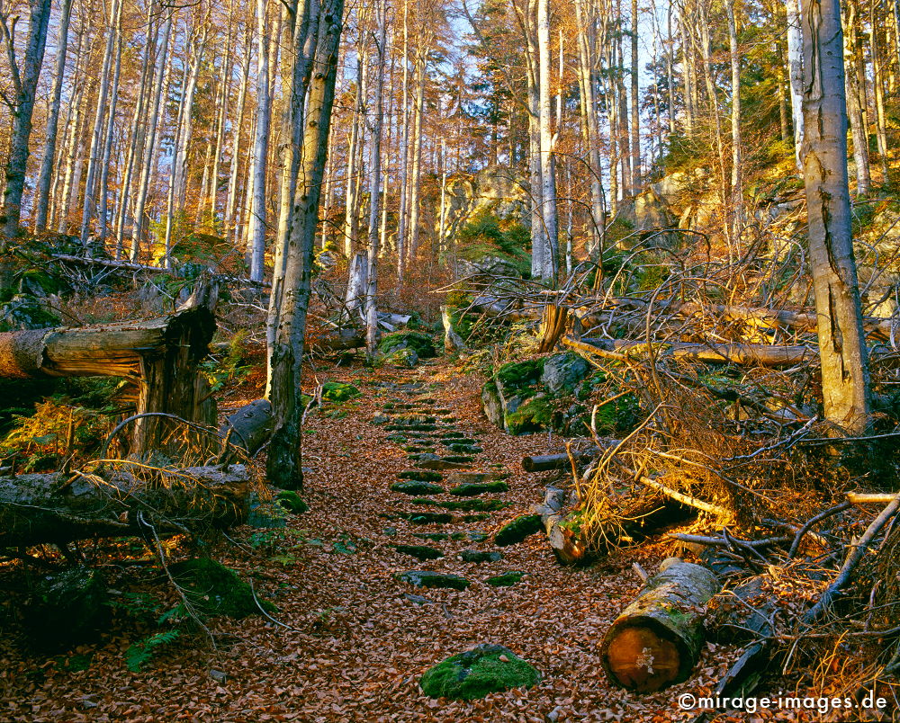 Wald
Nationalpark Bayrischer Wald
Schlüsselwörter: Germany1, Herbst,