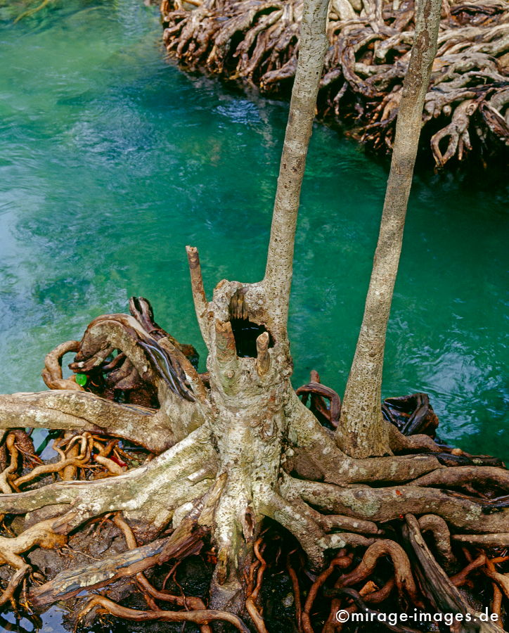 Mangrove
Tha Pom Krabi
Schlüsselwörter: plants1, tÃ¼rkis, Wasser, Romantik, romantisch, Idylle, Einsamkeit, Ruhe, Sonne, WÃ¤rme, warm, Dschungel, grÃ¼n, Vegetation, Ã¼ppig, Flora, Pflanzen, Botanik, Paradies, paradiesisch, schÃ¶n, wunderschÃ¶n, Klima, feucht, Naturschutz, geschÃ¼tzt, Ã–kologie,