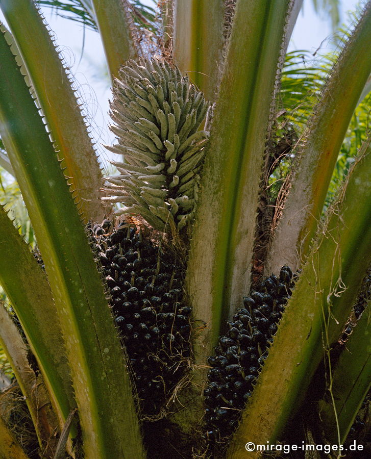 Oil palm
Krabi
Schlüsselwörter: plants1, Treibstoff, Sprit, Ã–kologie, Pflanze, Benzin, Ã–l,