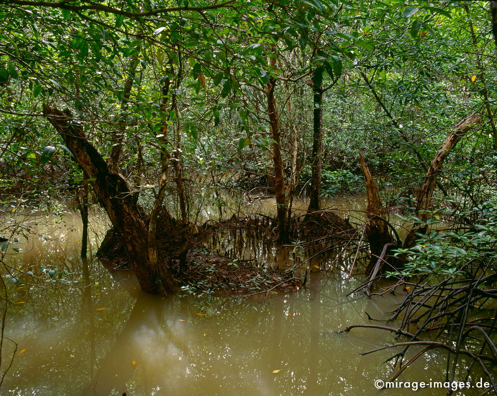 Mangrove Forest
Krabi
Schlüsselwörter: SÃ¼ÃŸwasser, sweet water, Salzwasser, salt water, Natur, natur, Ã–kologie, ecology, Schutz, shelter, Sumpf, swamp, Artenvielfalt, diversity of species, Reservat, reserve, Tsunami, Gezeiten, tides, tropisch, warm, Asien, asia, Schlamm, mud, feucht, humide