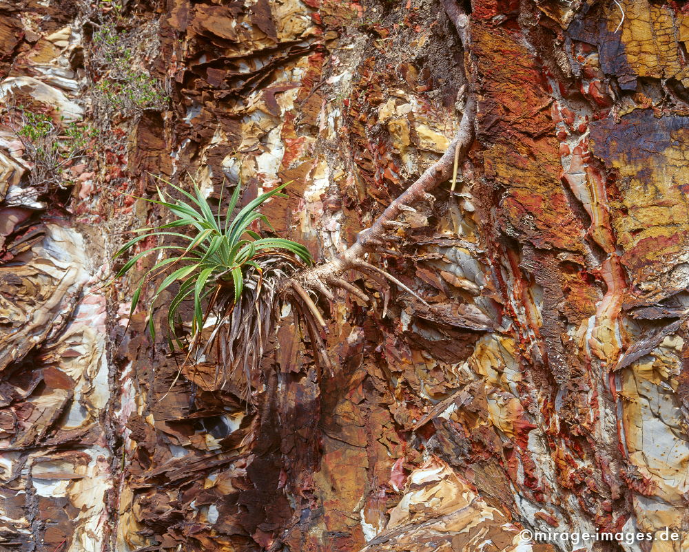 little palm
Kho Lanta Marine National Park
