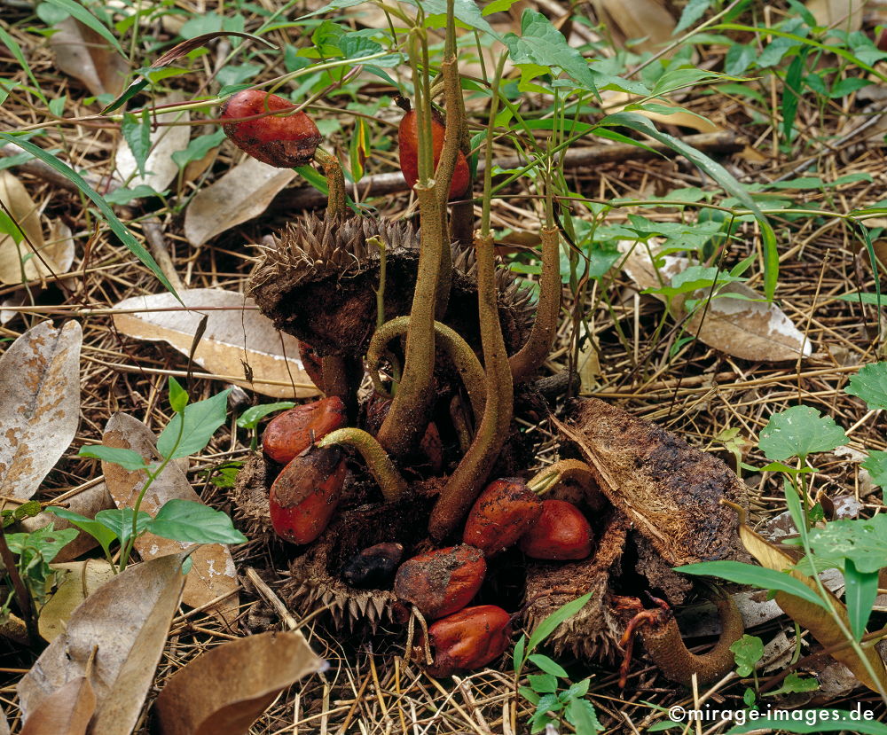 Growth
Ao Nang
Schlüsselwörter: Fruchtbarkeit, Wachstum, Vegetation, Samen, Frucht, Dschungel, Tropen, WÃ¤rme, Entwicklung, Boden,