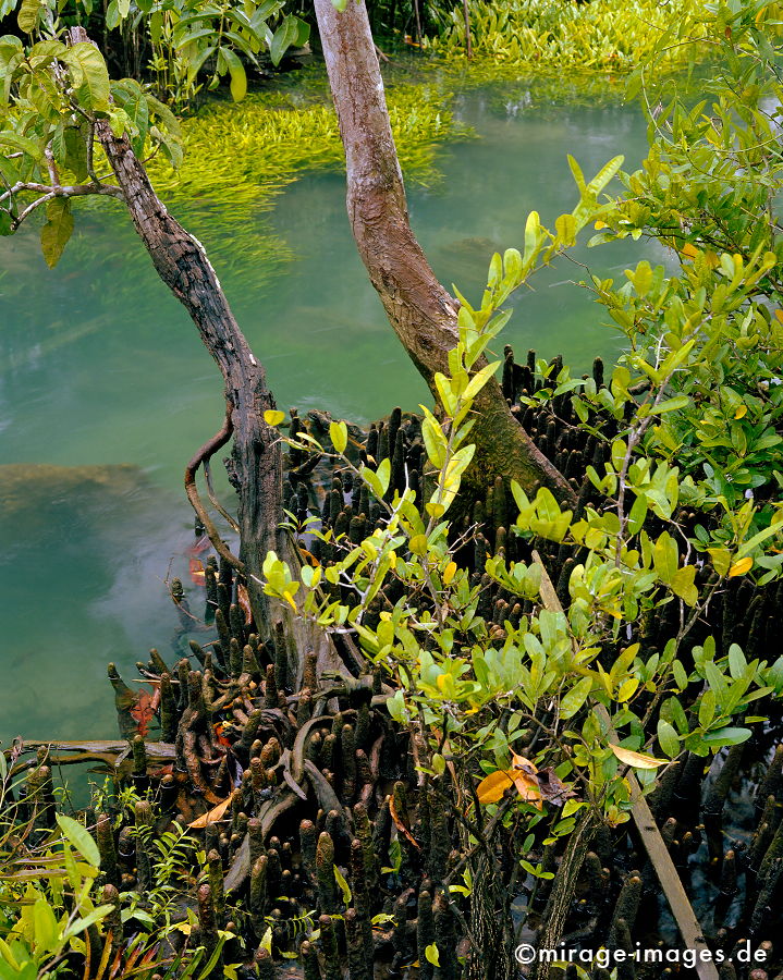 Mangrove
Tha Pom Krabi
Schlüsselwörter: plants1, tÃ¼rkis, Wasser, Romantik, romantisch, Idylle, Einsamkeit, Ruhe, Sonne, WÃ¤rme, warm, Dschungel, grÃ¼n, Vegetation, Ã¼ppig, Flora, Pflanzen, Botanik, Paradies, paradiesisch, schÃ¶n, wunderschÃ¶n, Klima, feucht, Naturschutz, geschÃ¼tzt, Ã–kologie,