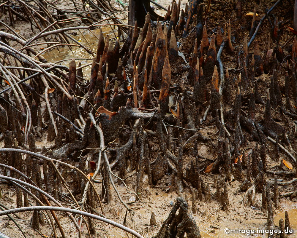 Mangrove Forest
Krabi
Schlüsselwörter: Wasser, Wachstum, Fluss, Einsamkeit, Ruhe, Sonne, Wärme, warm, Dschungel, Vegetation, üppig, Flora, Pflanzen, Botanik, exotisch, Klima, feucht, Naturschutz, geschützt, Ökologie,