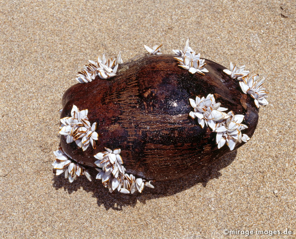 Coconut
Schlüsselwörter: landart1, love1, Insel, Strand, Meer, Sand, Erholung, Entspannung, Romantik, romantisch, Idylle, Einsamkeit, Ruhe, Sonne, WÃ¤rme, warm, Licht, Blumen, Muscheln, Strandgut, Dekoration, dekorativ, Freizeit, ausspannen, Meditation, braun, glitzern, strahlen,