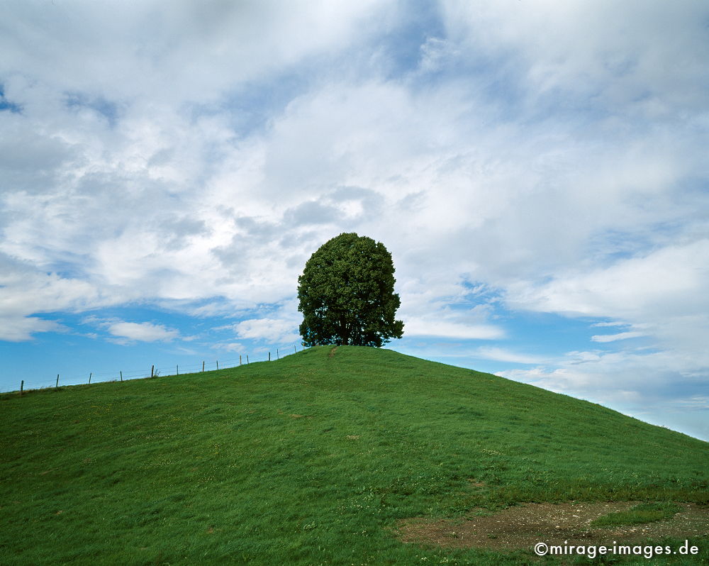 Linde auf dem Veiglberg
Bayern Bad TÃ¶lz-Wolfratshausen
Schlüsselwörter: trees1, Germany1