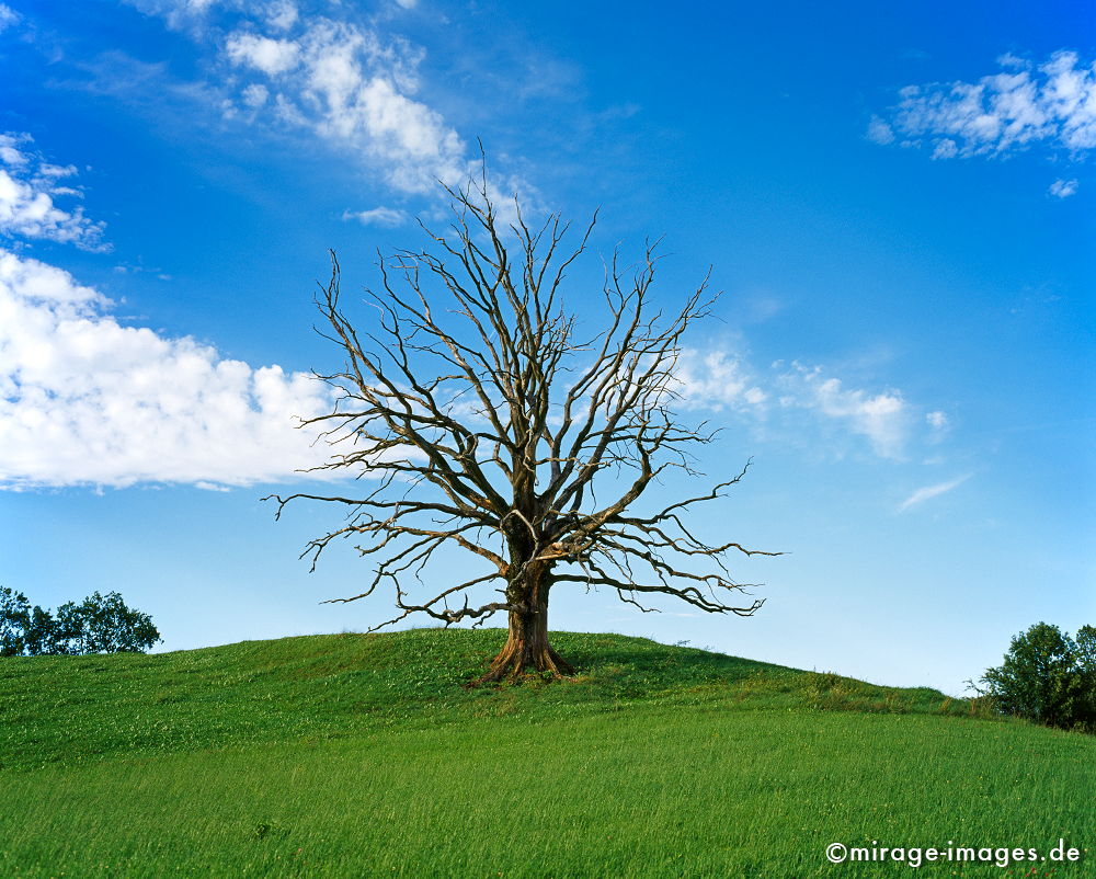 Dead Tree
Bad Tölz-Wolfratshausen Bayern
Schlüsselwörter: trees1, Stille, Ruhe, Natur, Landschaft, Sonne, Frieden, friedlich, Seele, romantisch, idyllisch, Vegetation, verweilen, grün, Felder, Landwirtschaft,