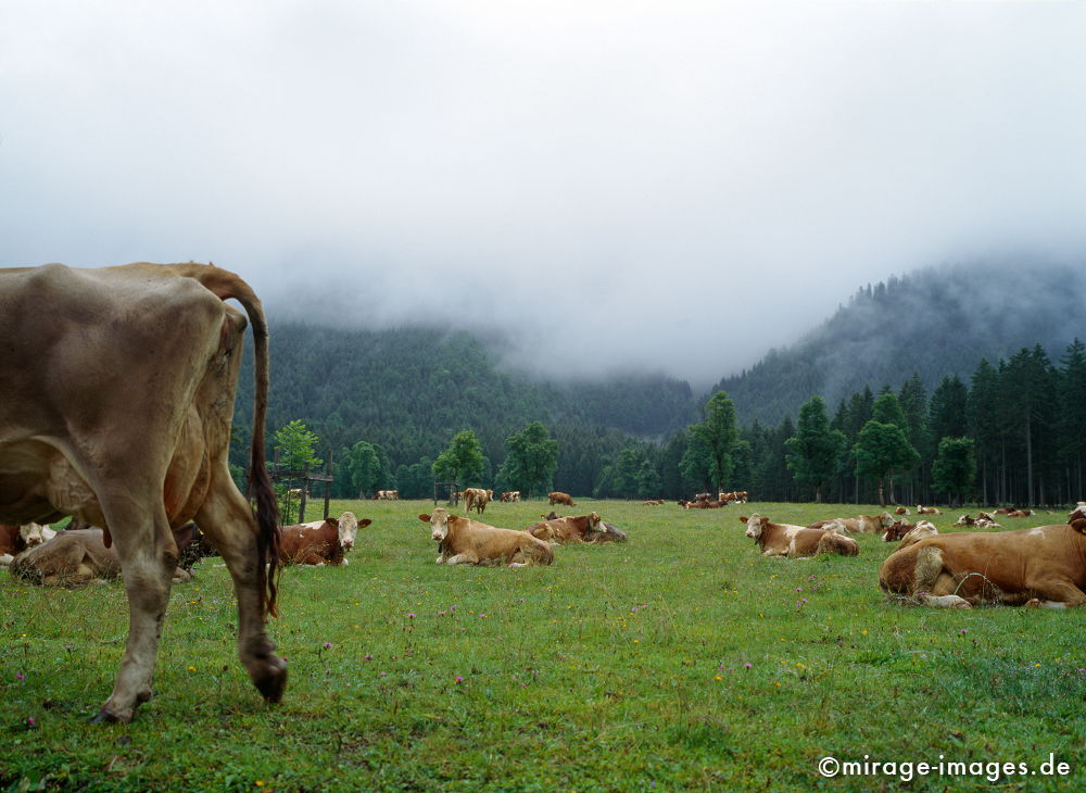 cows in the fog
Karwendelgebirge
Schlüsselwörter: animals1, Kuh, KÃ¼he, Natur, Wiese,