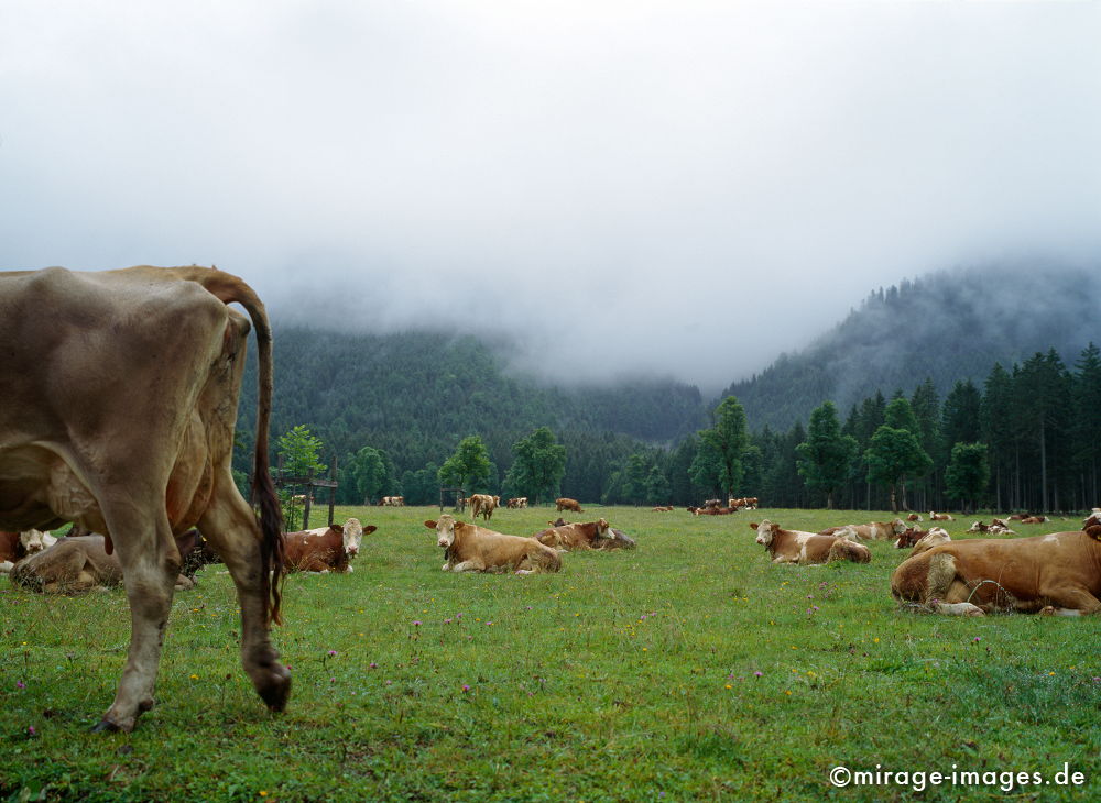 cows in the fog
Karwendelgebirge
Schlüsselwörter: animals1, Kuh, Kühe, Natur, Wiese,