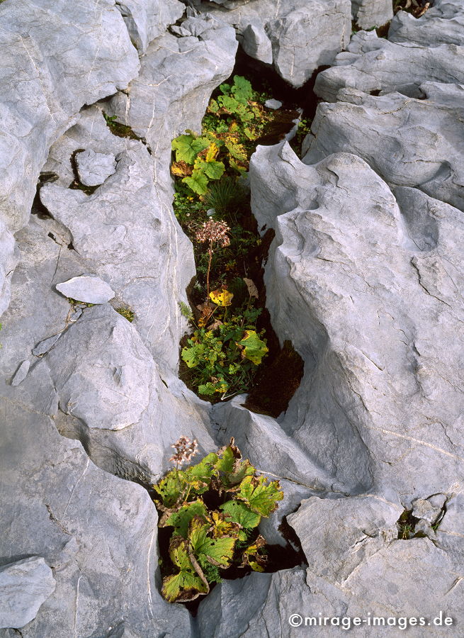 Survival
Col du Sanetsch
