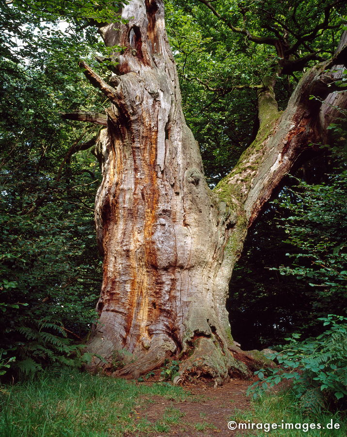 Old Oak
Reinhardswald Sababurg
Schlüsselwörter: trees1, abgestorben, tod, mÃ¤chtig, Holz, Natur, natÃ¼rlich, Baum, BÃ¤ume, VergÃ¤nglichkeit, gross, uralt, Wurzel, verwittert,