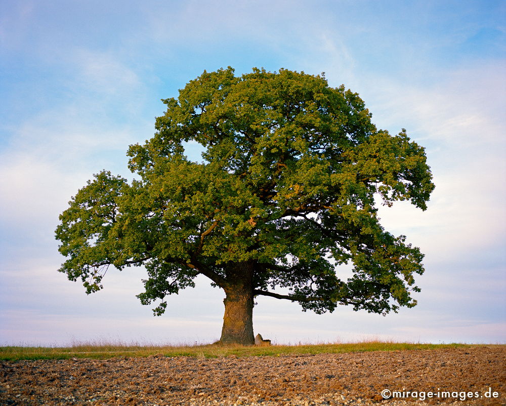 Gerichtseiche
Breune Hessen
Schlüsselwörter: trees1, Stille, Ruhe, Natur, Landschaft, Sonne, Frieden, friedlich, Seele, romantisch, idyllisch, Vegetation, verweilen, grÃ¼n, Felder, Landwirtschaft,