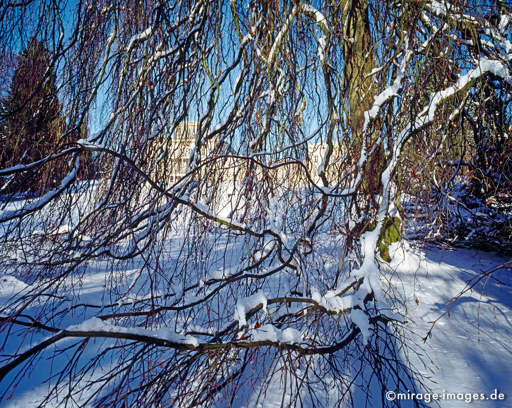 Trauerbuche
Villa HÃ¼gel
Schlüsselwörter: trees1, Winter, Eis, Schnee, KÃ¤lte, kalt, blau, Frost,