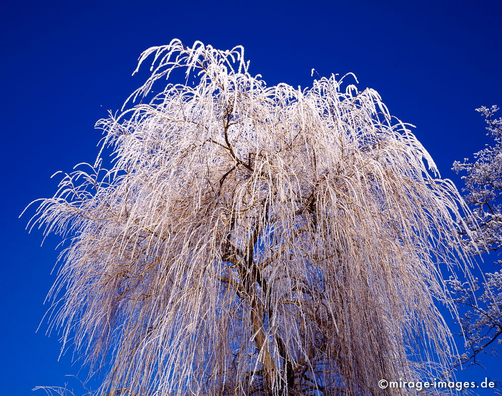 Winter 2009
Steinfurt
Schlüsselwörter: trees1, Winter, Eis, Schnee, KÃ¤lte, kalt, blau, Frost,