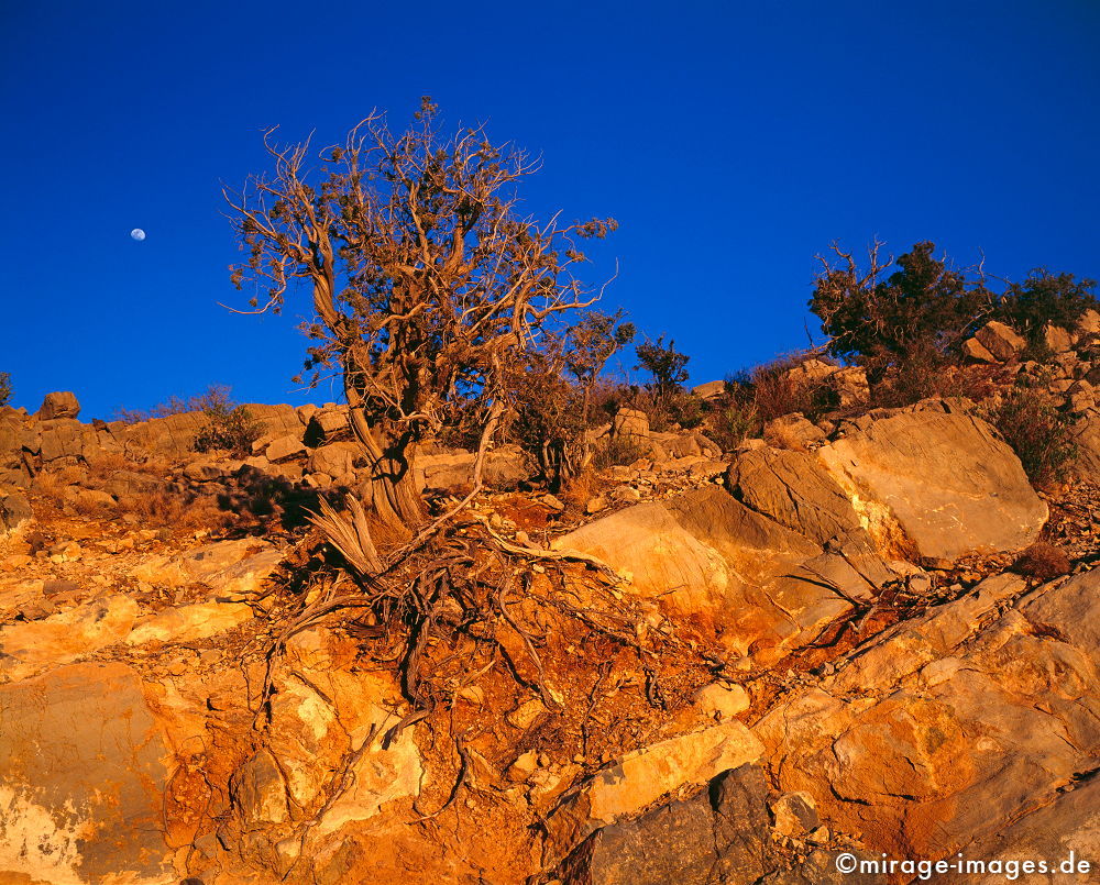 Moonrise
Al Jabal Al Akhdar
Schlüsselwörter: Stein, Berg, Felsen, Einsamkeit, einsam, schroff, ruhig, friedlich, Frieden, Ruhe, Stille, schön, Schönheit, spektakulär, rauh, unberührt, ursprünglich, überleben, Karst, Gebirge, Busch, Dämmerung, Hügel, blaue Stunde, Ödland, Mond, abgeschieden,