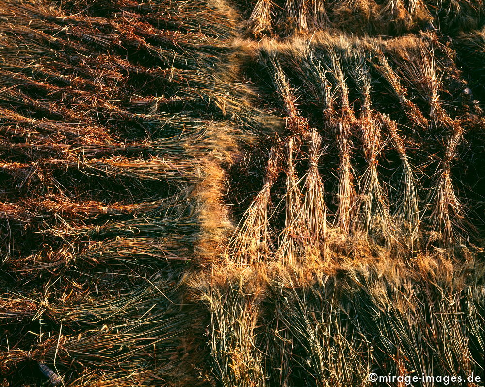 Harvest
Al Hajar al Gharbi
Schlüsselwörter: Ernte, Weizen, Abendsonne, Textur, reif, Nahrung, Ernährung, Essen, Brot, Korn, Getreide, Halme, geordnet, wertvoll, Oman, 