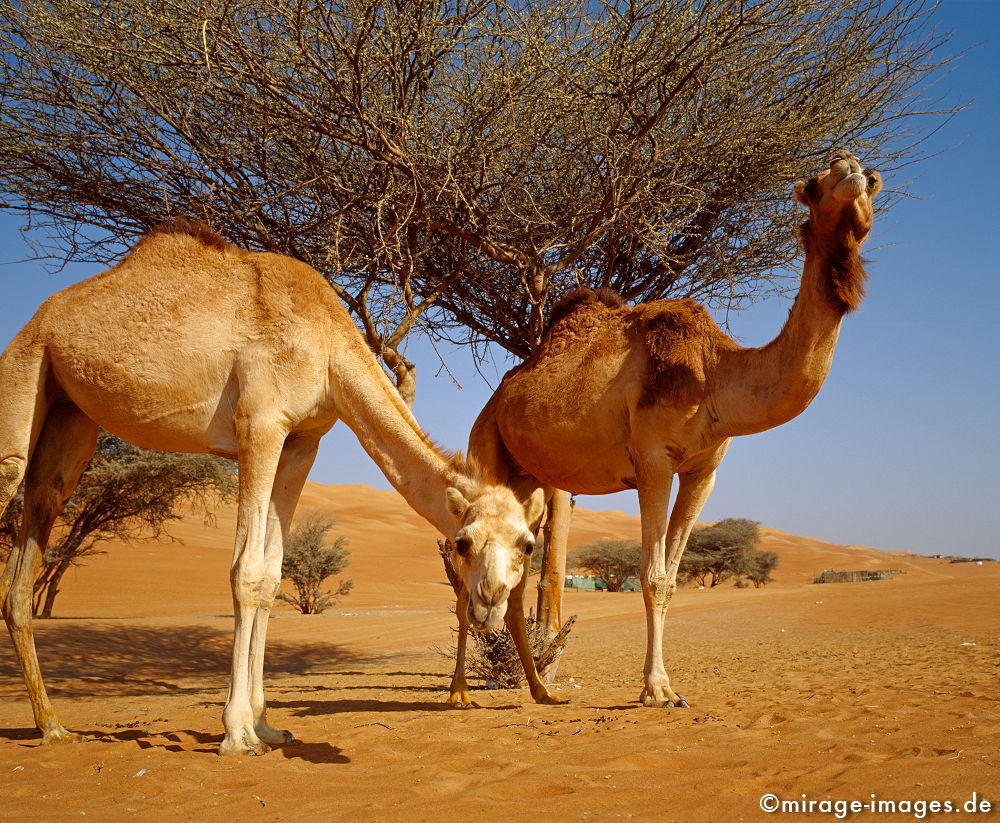 Camels
Wahiba Sharquiya Sands 
Schlüsselwörter: animals1, WÃ¼ste, WÃ¼ste, friedlich, essen, karg, Sonne, freundlich, komisch, Strauch, Baum, trocken, heiss, Hitze, Sand, ocker, Fell, SÃ¤ugetiere, Nomaden, Bedu, Beduinen, genÃ¼gsam, ausdauernd, Nutztiere, Reittiere, Fortbewegung, Rennkamele, Dromedar, 