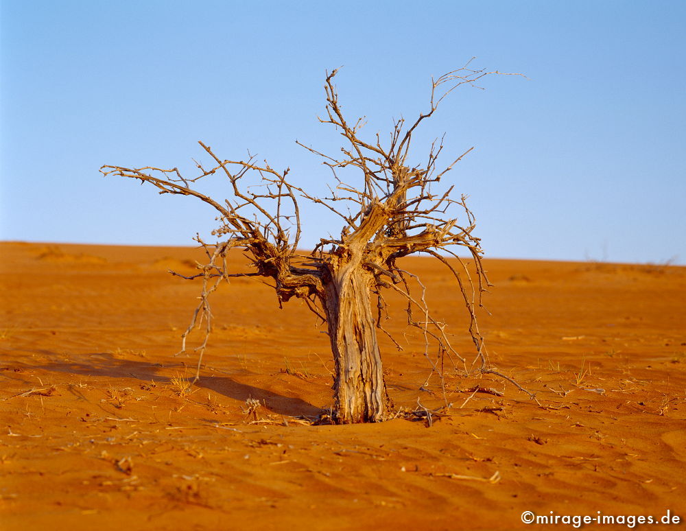 Dead Tree
Wahiba Sharquiya Sands 
Schlüsselwörter: trees1, karg, Sonne, heiss, Sand, rot,  Leere, Landschaft, einsam, Einsamkeit, menschenleer, unwirtlich, unberührt, kahl, Licht, gleißend, ausgedörrt, regenarm, magisch, Baum, Vegetation,  Holz, Natur, natürlich, Vergänglichkeit, abgestorben, tod, Hi