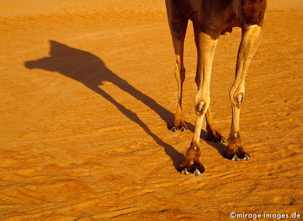 Camel 
Wahiba Sharquiya Sands 
Schlüsselwörter: WÃ¼ste, friedlich, essen, karg, Sonne, freundlich, komisch, Strauch, Baum, trocken, heiss, Hitze, Sand, ocker, Fell, SÃ¤ugetiere, Nomaden, Bedu, Beduinen, genÃ¼gsam, ausdauernd, Nutztiere, Reittiere, Fortbewegung, Rennkamele, Dromedar, 