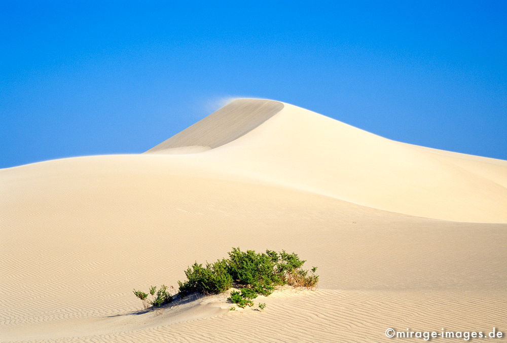 Dune
East Coast
Schlüsselwörter: klar, sauber, Berg, Einsamkeit, einsam, schroff, ruhig, Gegensatz, sonnig, friedlich, Frieden, Ruhe, Stille, schön, Schönheit, spektakulär, unberührt, ursprünglich, Attraktion, einladend, sonnig, Sonne, hell, überleben, Sand, Düne, Wind, blau