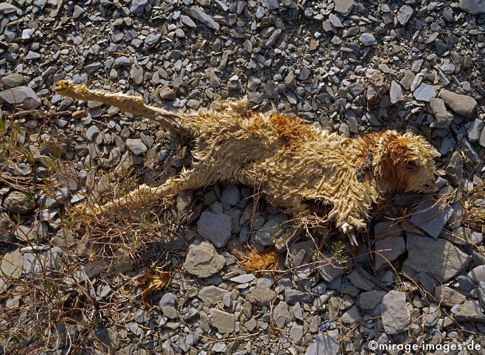 Dead lamb
Wadi As Sathan 
Schlüsselwörter: Tier, sterben, Tod, ausgetrocknet, weggeworfen, trocken, angefressen, Ekel, abstossend, GefÃ¼hl, irritierend, jung, Fell, WÃ¼ste, Trockenheit, Hitze, Natur, natÃ¼rlich, Wildnis, 