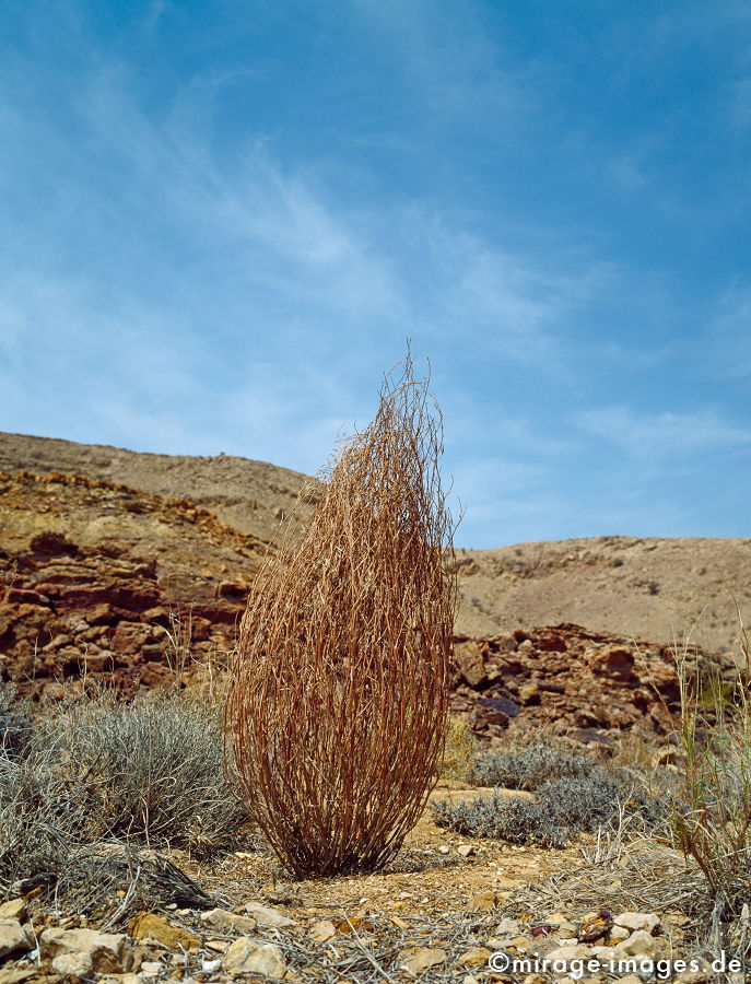 Bush
As Seeb
Schlüsselwörter: WÃ¼ste, trocken, Hitze, Ã–dland, abgeschieden, menschenleer, karg, GerÃ¶ll, zerbrechlich, fragil, sensibel, emfindlich, Magie, Geheimnis, Vegetation, Flora, Busch, Natur, natÃ¼rlich, Wildnis, einsam, schroff, SchÃ¶nheit, 