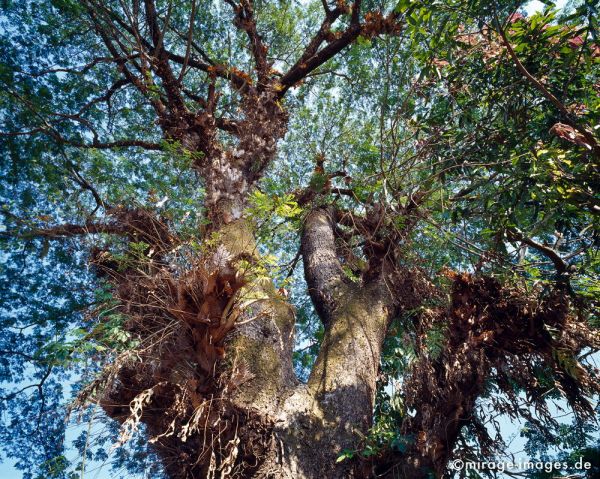 Giant tree
Mrauk - U
Schlüsselwörter: Krone, alt, gross, gigantisch, licht, Blätter, Stamm, Sonne, Licht, durchflutet, Baum, Birma, Burma, Myanmar, Südost Asien, Entwicklungsland, Tropen, Armut, Fernreise, Reise, Kultur, Tourismus, exotisch, touristische Attraktion, Reiseziel,