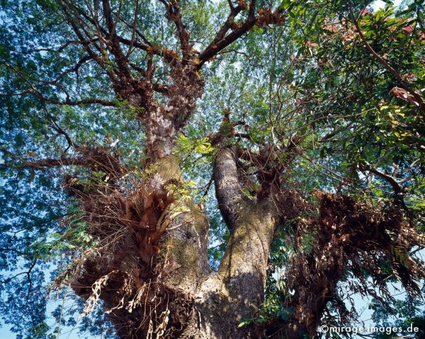 Giant tree
Mrauk - U
Schlüsselwörter: Krone, alt, gross, gigantisch, licht, BlÃ¤tter, Stamm, Sonne, Licht, durchflutet, Baum, Birma, Burma, Myanmar, SÃ¼dost Asien, Entwicklungsland, Tropen, Armut, Fernreise, Reise, Kultur, Tourismus, exotisch, touristische Attraktion, Reiseziel,