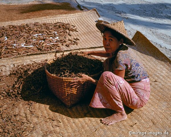 Burmese Woman drying tobacco
Mrauk - U
Schlüsselwörter: Tabak, Frau, Person, Korb, Sonne, Zigarren, hocken, longhi, Hut, Strasse, Strassenrand, trocknen, Alltag, Arbeit, Birma, Burma, Myanmar, SÃ¼dost Asien, Entwicklungsland, Tropen, Armut, Fernreise, Reise, Kultur, Tourismus, exotisch, touristische Attraktion