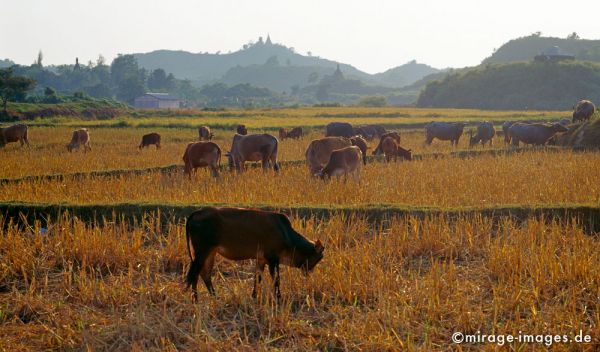 Cows on rice fields
Mrauk - U
Schlüsselwörter: KÃ¼he, Kuh, Reisfeld, trocken, Gegenlicht, Abend, Sonne, warm, AtmosphÃ¤re, Kind, Ruhe, Gelassenheit, Pagode, Wald,  Landschaft, Birma, Burma, Myanmar, SÃ¼dost Asien, Entwicklungsland, Tropen, Armut, Fernreise, Reise, Kultur, Tourismus, exotisch, touristi