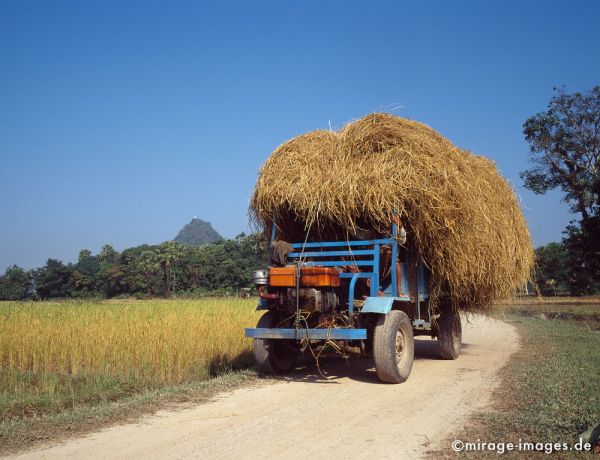 Hay cart
Hpa - an
Schlüsselwörter: Verkehr, Landwirtschaft, Stroh, Fahrzeug, Strasse, Birma, Burma, Myanmar, SÃ¼dost Asien, Entwicklungsland, Tropen, Armut, Fernreise, Reise, Kultur, Tourismus, exotisch, touristische Attraktion, Reiseziel, 