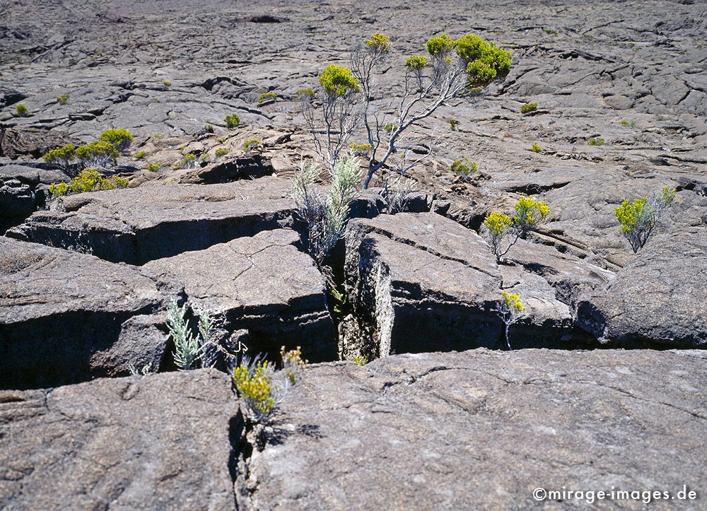 Broken Skin
Formica LÃ©o - Piton de la Fournaise
Schlüsselwörter: Lava, Lavafeld, Geologie, WÃ¼ste, einsam, Einsamkeit, Weite, Plateau, Hochebene, vulkanisch, Piton de la Fournaise, Stein, Krater, Vulkankrater, Flora, Vegetation, EinÃ¶de, trocken, karg, Landschaft, wild, Natur, Vukaninsel, Insel, reisen, Reiseziel