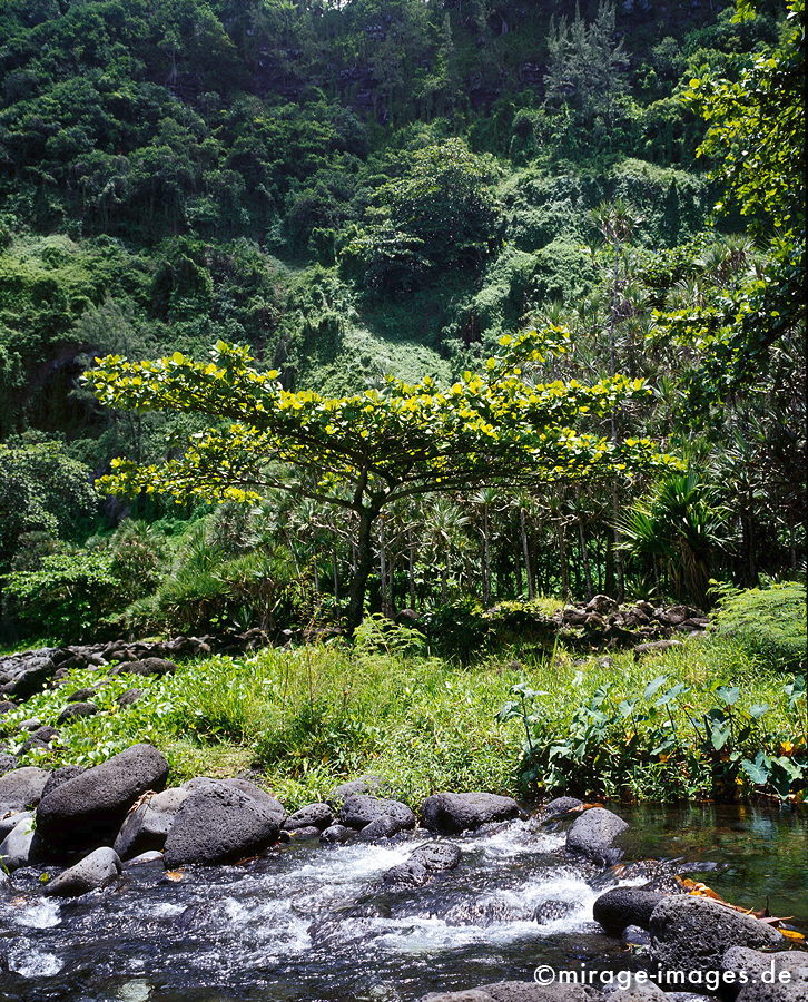 Coast
Anse des Cascade
Schlüsselwörter: Küste, Steine, Meer, üppig, Wasserfall, grün, Vegetation, dicht, Wasser, Regenwald, Dschungel, Frische, rein, Reinheit, sauber, Sauberkeit, Ökologie, fliessen, frisch, Regenwald, Märchen, fruchtbar, Fruchtbarkeit, gesund, Diversifikation, empfindlich