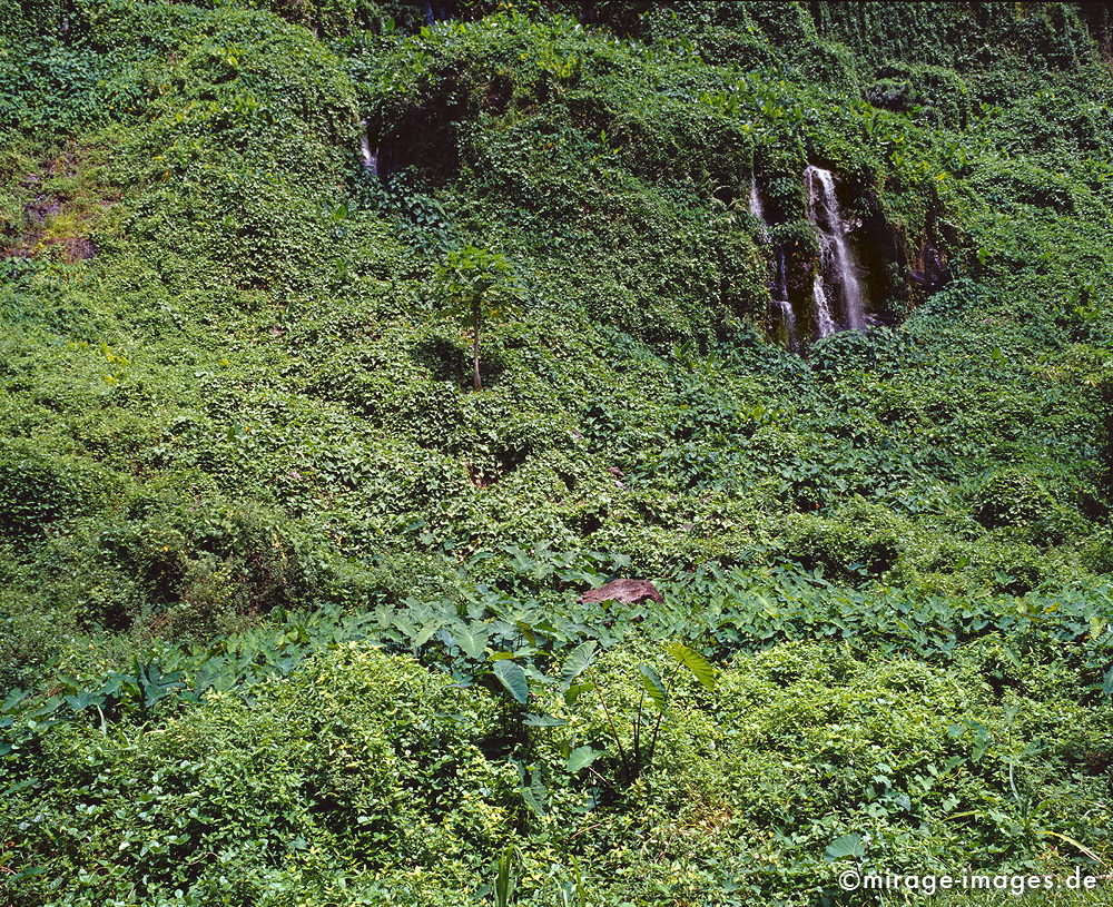 Anse des Cascade
Sainte-Rose
Schlüsselwörter: Ã¼ppig, Wasserfall, grÃ¼n, Vegetation, dicht, Wasser, Regenwald, Dschungel, Wasser, Blumen, Frische, rein, Reinheit, sauber, Sauberkeit, Ã–kologie, fliessen, Steine, frisch, Regenwald, MÃ¤rchen, fruchtbar, Fruchtbarkeit, gesund, feucht, nass, Harmonie,rei