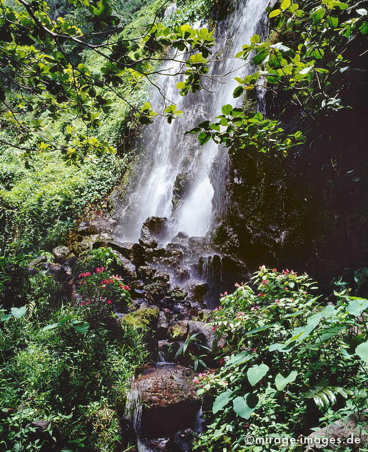 Anse des Cascade
Sainte-Rose
Schlüsselwörter: Ã¼ppig, Wasserfall, grÃ¼n, Vegetation, dicht, Wasser, Regenwald, Dschungel, Wasser, Blumen, Frische, rein, Reinheit, sauber, Sauberkeit, Ã–kologie, fliessen, Steine, frisch, Regenwald, MÃ¤rchen, fruchtbar, Fruchtbarkeit, gesund, feucht, nass, Harmonie,rei