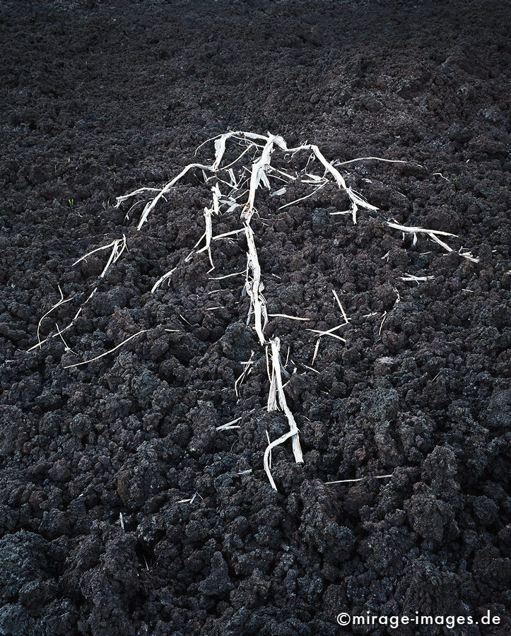 skelton
CoulÃ©e de lave
Schlüsselwörter: schwarz, Lava, Holz, Gerippe, silber, Baum, tot, abgerissen, verstÃ¼mmelt, Leere, einsam, Einsamkeit, sakral, Kunst, EinÃ¶de, trocken, karg, LavawÃ¼ste, Mondlandschaft, Lavagestein, surreal, vulkanisch, abstrakt, Ruhe, menschenleer, lebendsfeindlch, art1