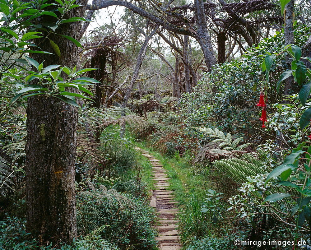 Rainforest
Plaine des Cafres
Schlüsselwörter: Regenwald, grün, üppig, Wald, Farn, mystisch, Märchen, fruchtbar, Fruchtbarkeit, gesund, feucht, nass, Diversifikation, Biologie, zerbrechlich, empfindlich, idyllisch, Leben, Harmonie, weich, Stille, Moos, Moder, Wildnis, wuchern, feucht, Baum, Urwald,