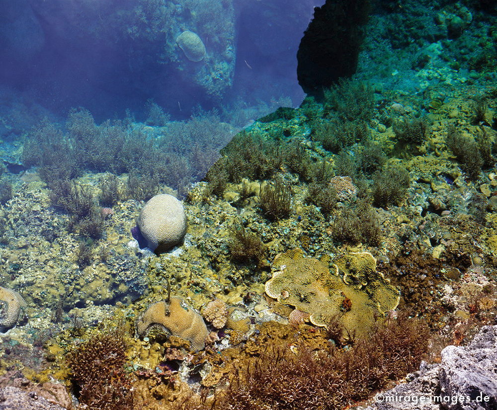 Corals
Vincendo
Schlüsselwörter: Wasser, Unterwasser, Teil, farbig, bunt, Korallen, Steine, SchwÃ¤mme, Pflanzen, farbenprÃ¤chtig, Farbe, Teich, TÃ¼mpel, Unterwasserwelt, Meer, Salzwasser, warm, Ã¼ppig, Harmonie, Meditation, Kontemplation, betrachten, Betrachtung, 